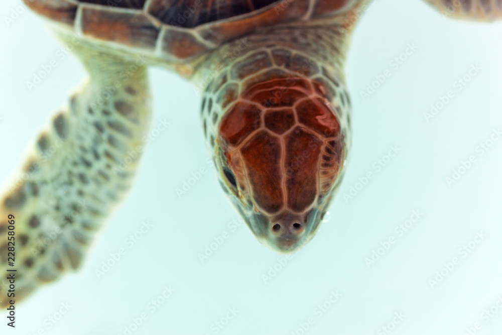 Baby turtle in the water, Mexico