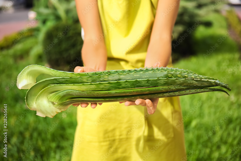 Woman holding aloe vera leaves outdoors, closeup