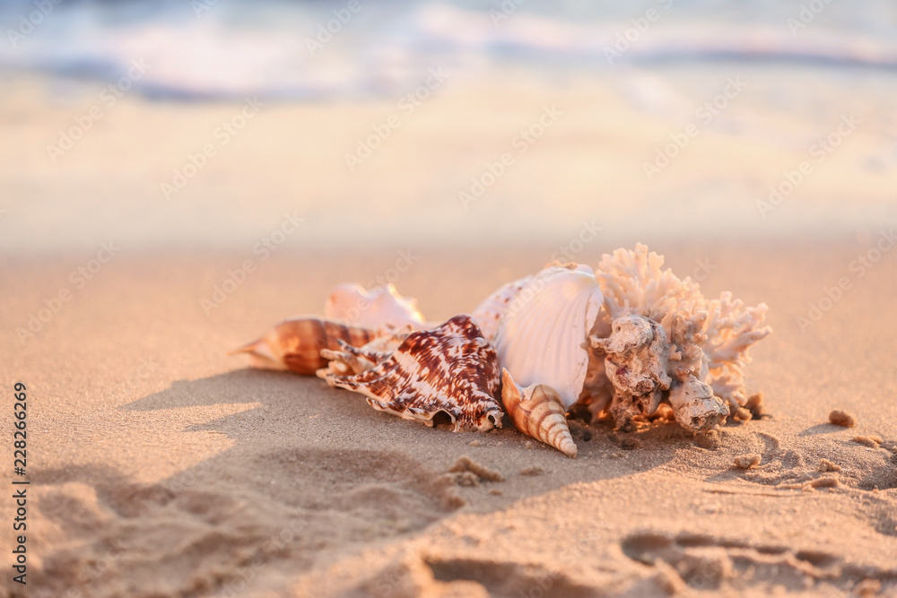 Sea shells on sandy beach