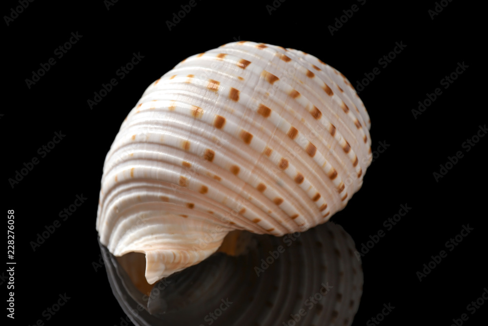 Beautiful sea shell on dark background