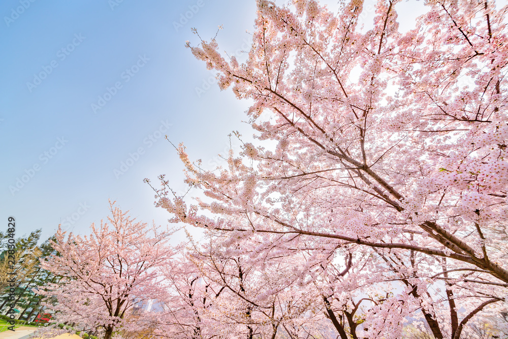 満開の桜