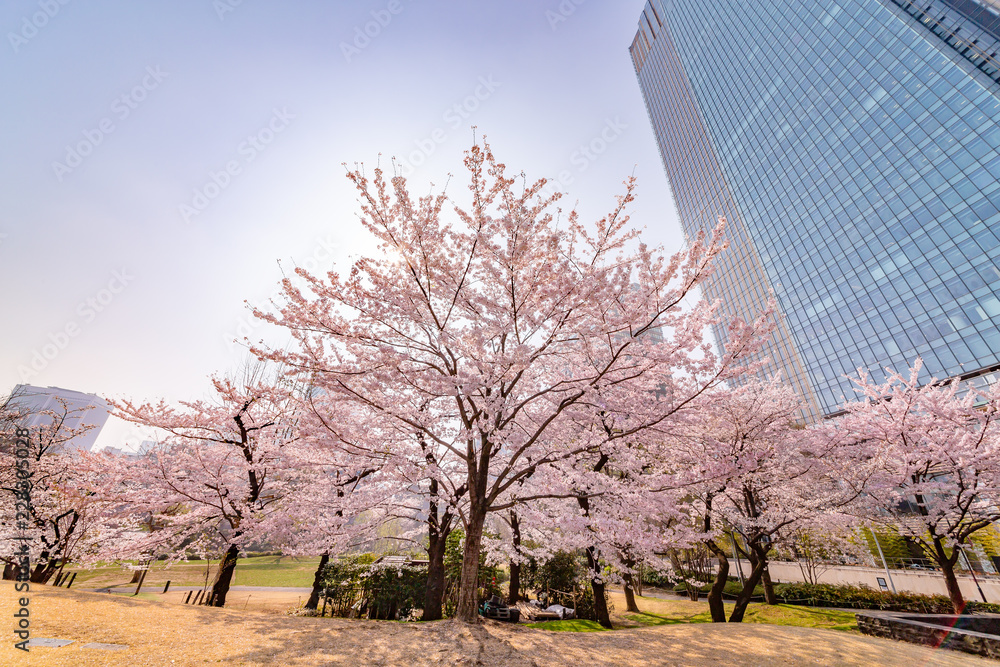 都会の桜