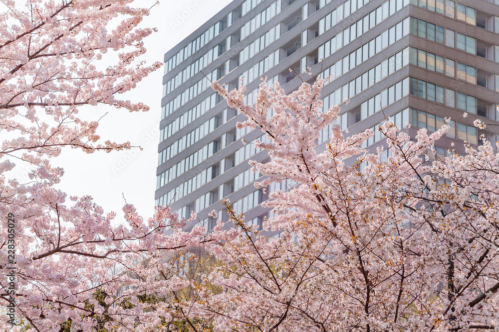 都会の桜