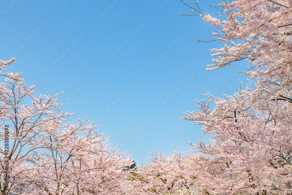 満開の桜