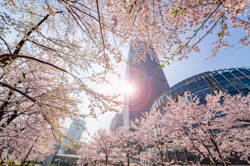 都会の桜