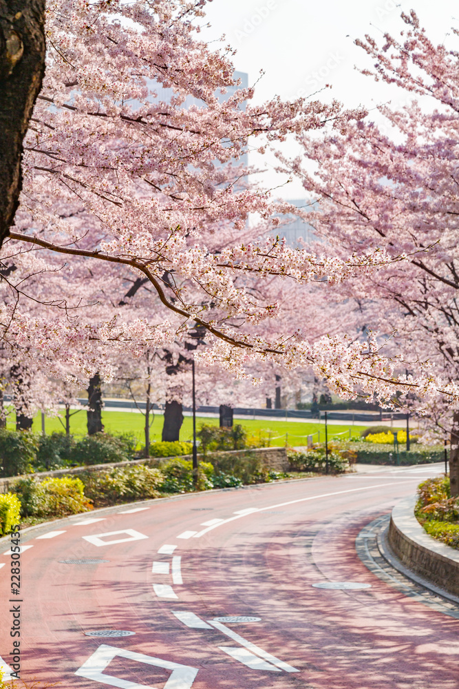 都会の桜