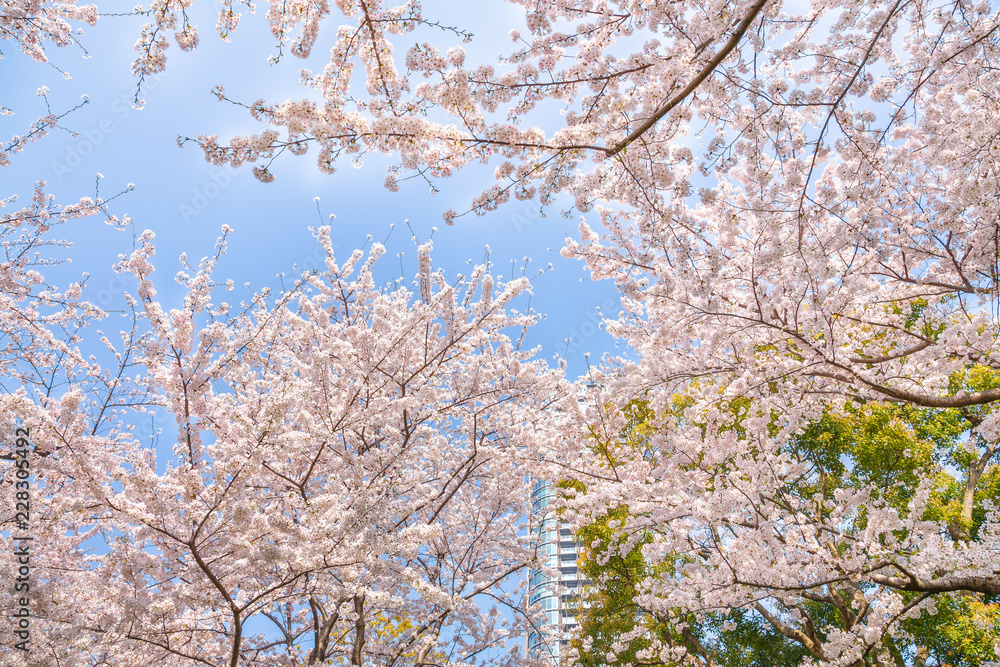 都会の桜