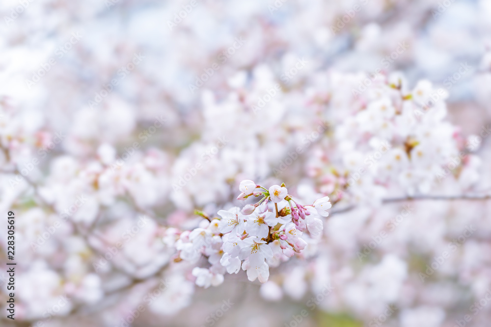 満開の桜