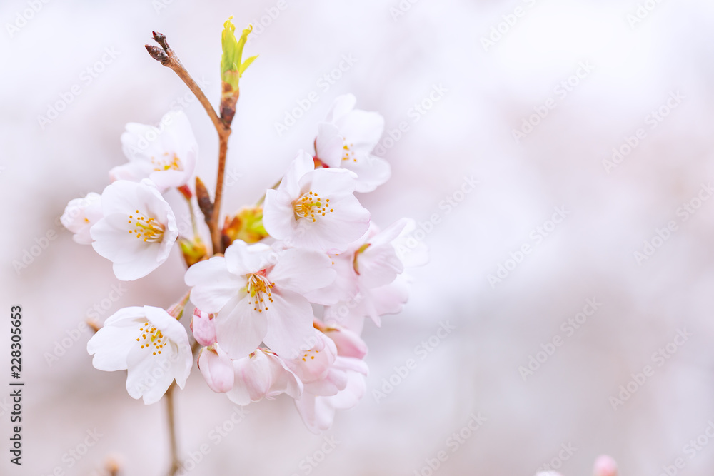 満開の桜