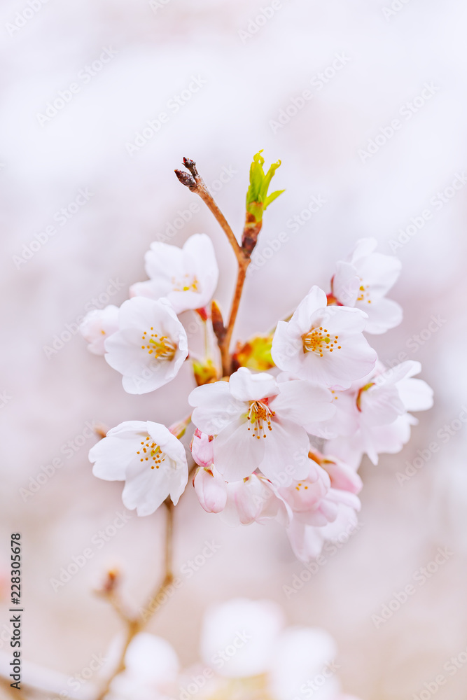 満開の桜