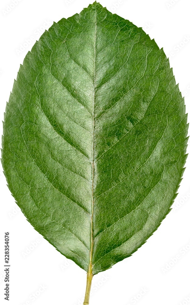 Rose Leaf - Isolated