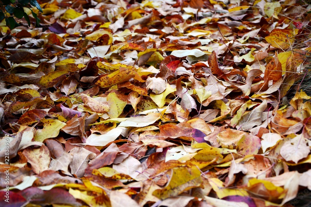 autumn leaves background