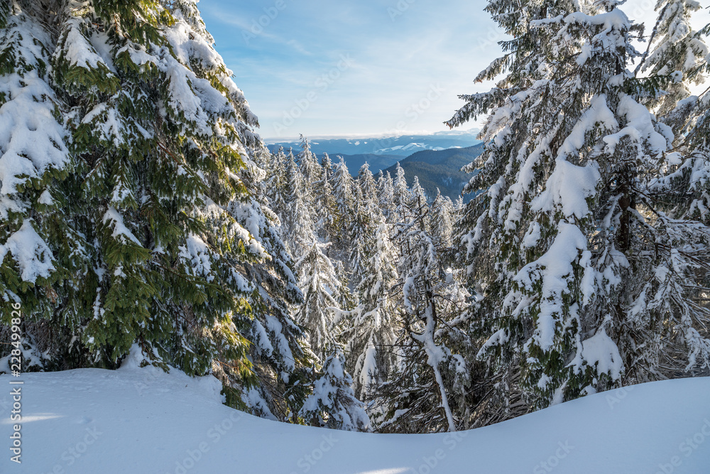 令人惊叹的冬季景观。被大雪覆盖的冷杉树和背景的山顶。