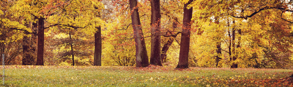 trees with multicolored leaves in the park