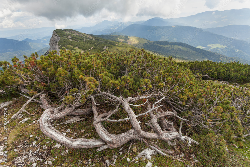 Dwarf mountain pine (pinus mugo) on top of the mountain Raduha, Slovenia