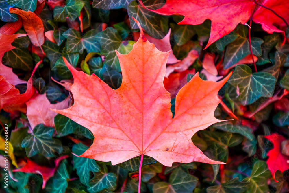 Buntes Herbstlaub auf dem Waldboden