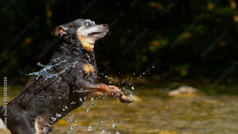 CLOSE UP Playful little black dog jumps to catch refreshing drops of river water