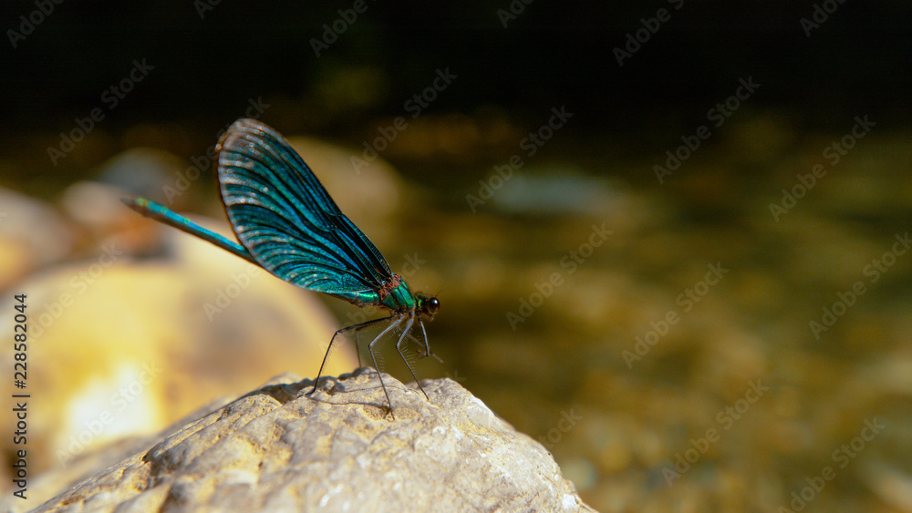 MACRO: Vibrant blue dragonfly rests on the rock by the calm mountain stream.