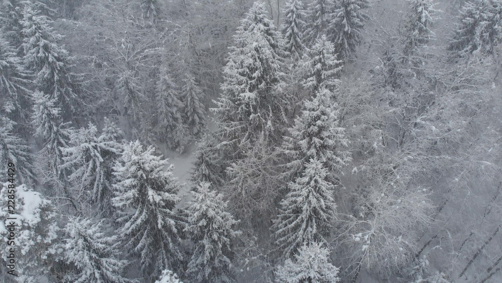 空中：在暴风雪中飞越被雪覆盖的偏远森林。