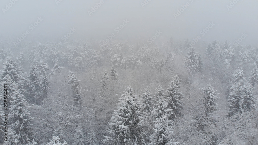 AERIAL: Flying over an empty coniferous forest during an intense snowstorm.