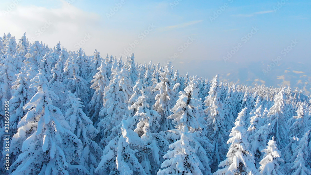 空中：蓝天和白雪覆盖的云杉和松树的美丽景色。