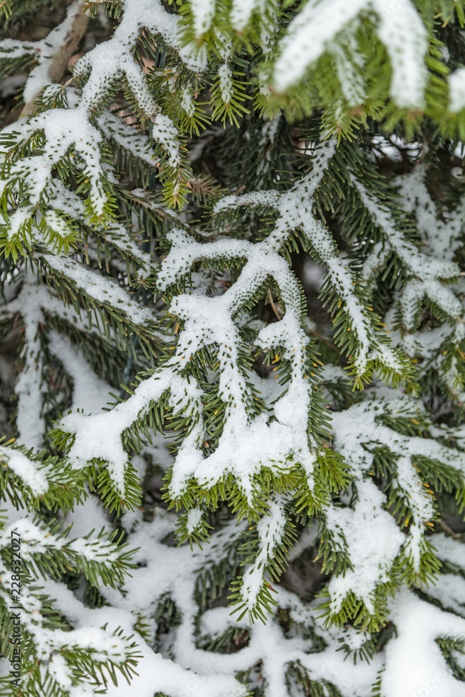 白雪覆盖的常青树枝