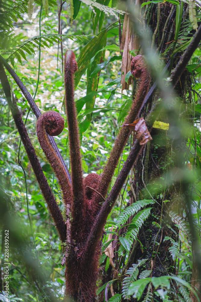 New leave of fern rolling up in Monteverde Cloudforest