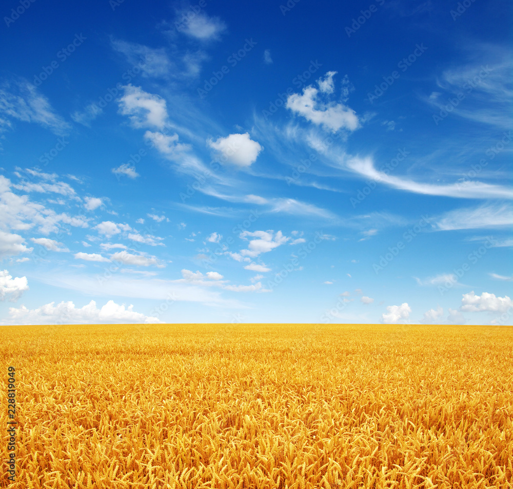 wheat field and sky