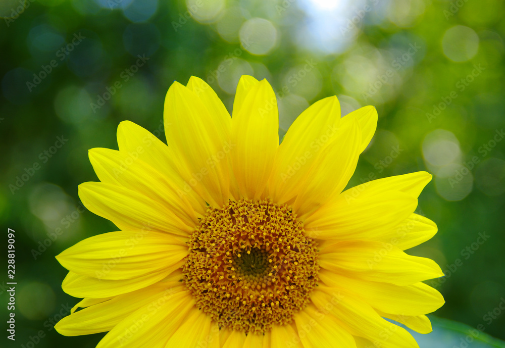 Close up of sunflower