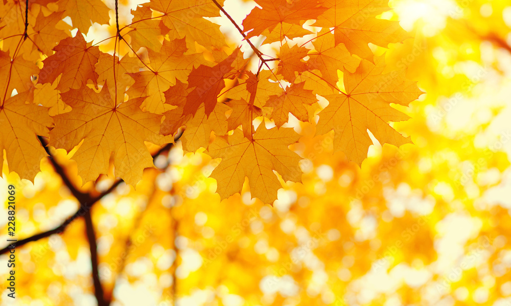  Autumn leaves on blurred nature background.