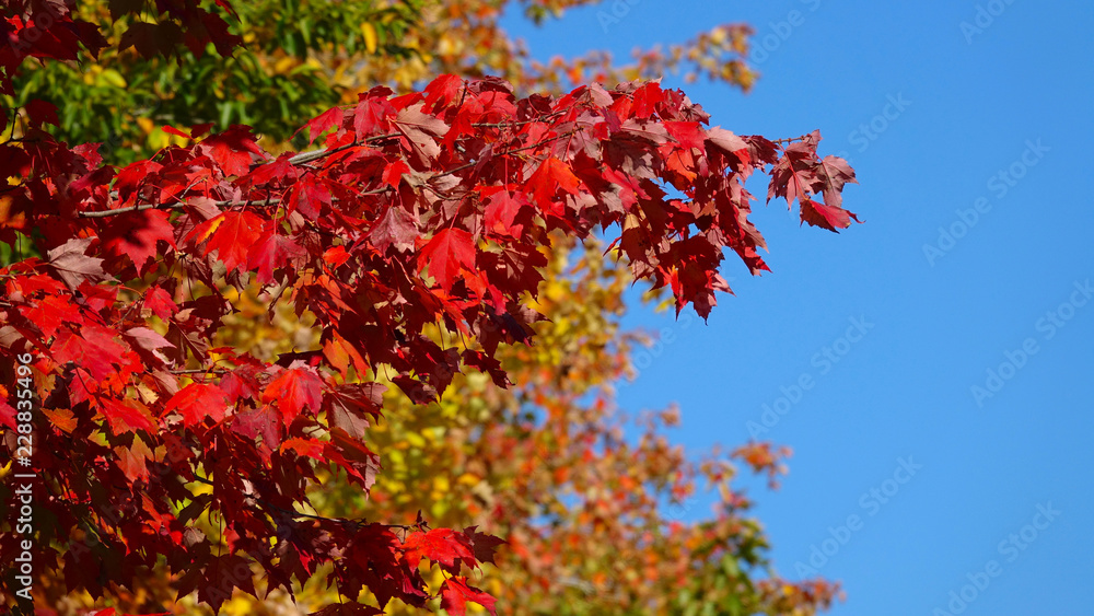 CLOSE UP, DOF: Tiny branch with vibrant red turning leaves on a sunny fall day.