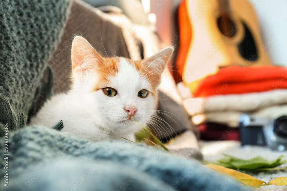 Cute little kitten lying on plaid at home