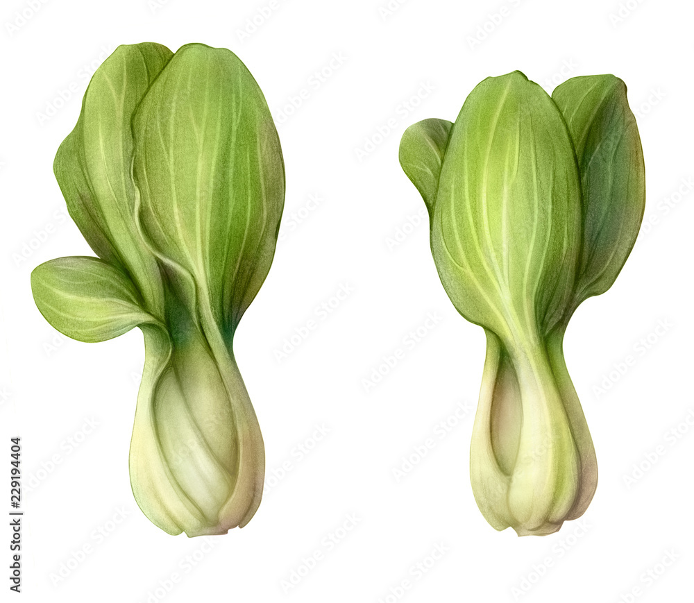 Bok Choy铅笔插图隔离在白色上