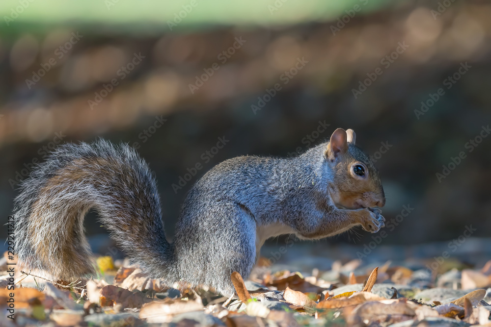 Scoiattolo grigio americano nel bosco（加利福尼亚Sciurus carolinensis）