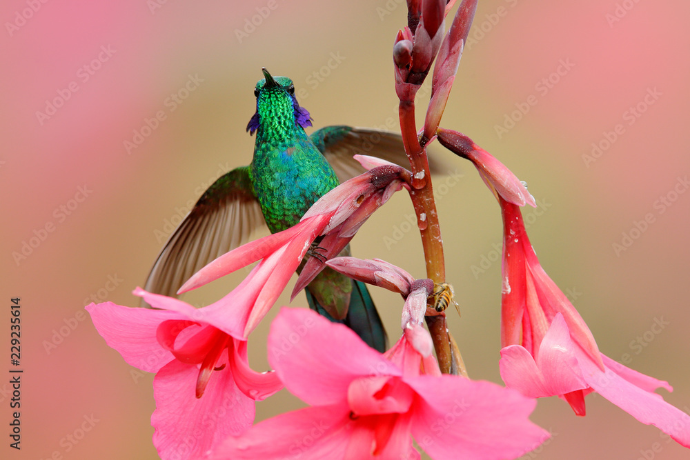 蜂鸟，红色花朵森林栖息地。绿色紫罗兰耳朵，Colibri thalassinus，在纳图飞行