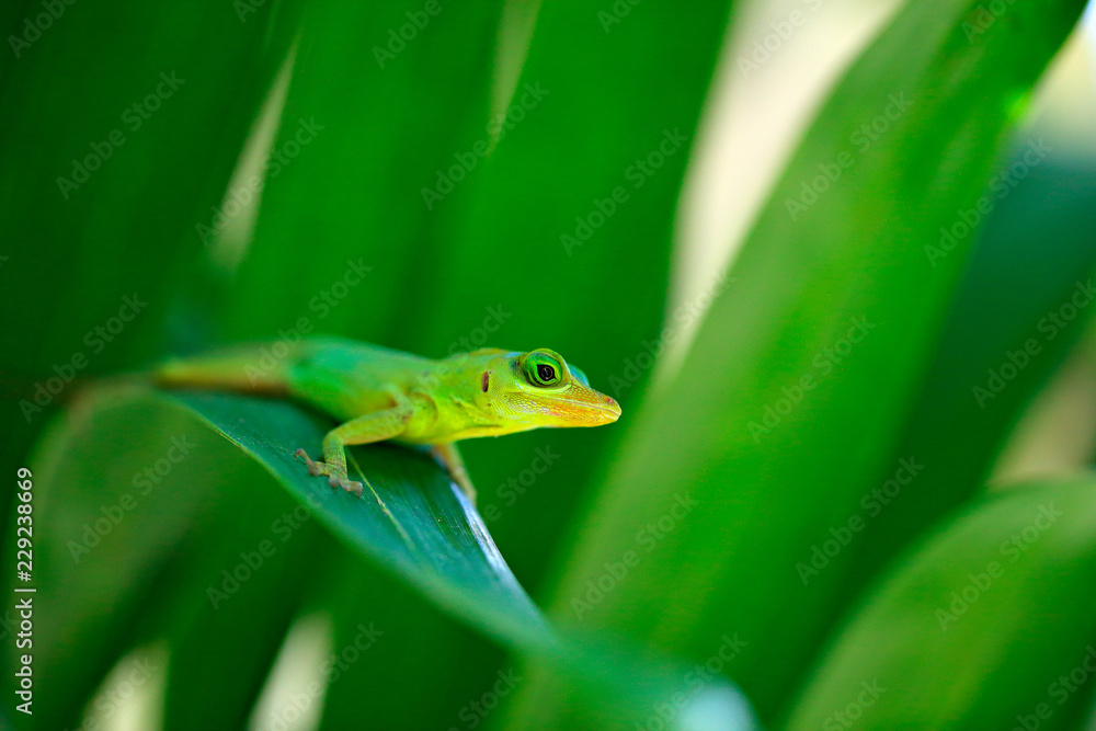 格林纳达理查兹树anole，Anolis richardii，在自然栖息地。罕见li的美丽肖像