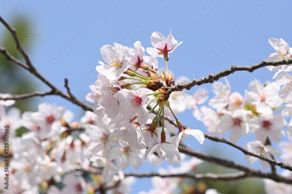 桜の花