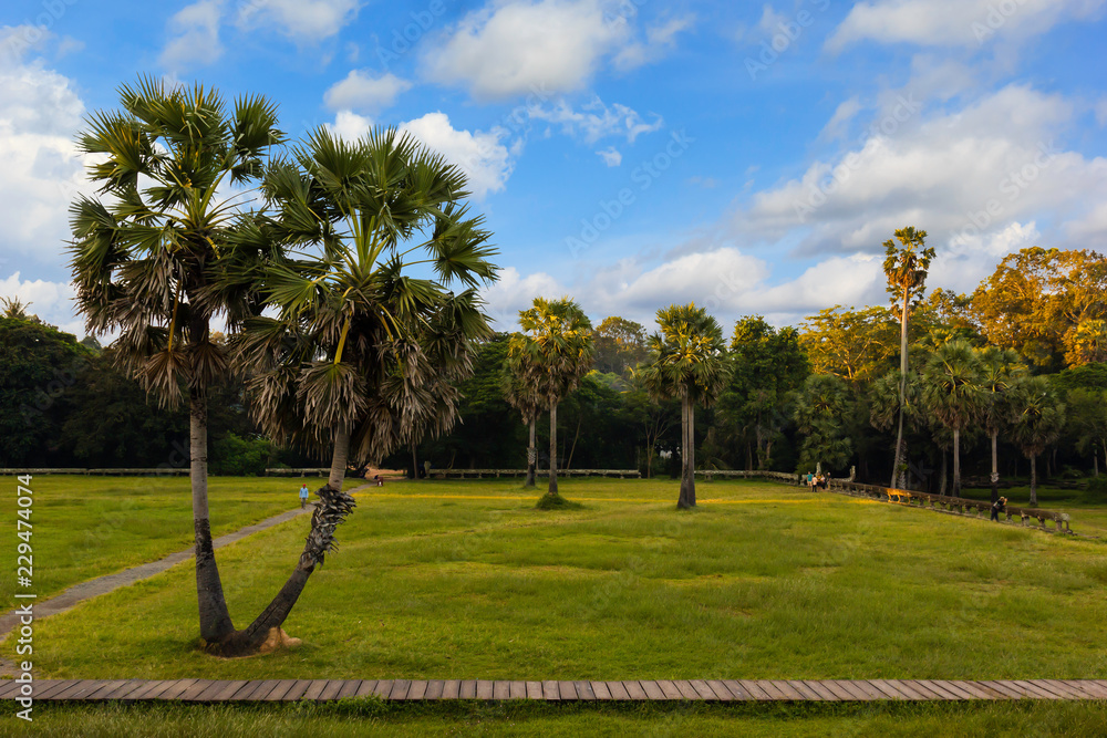 Palm Tree at Angkor Wat in Cambodia