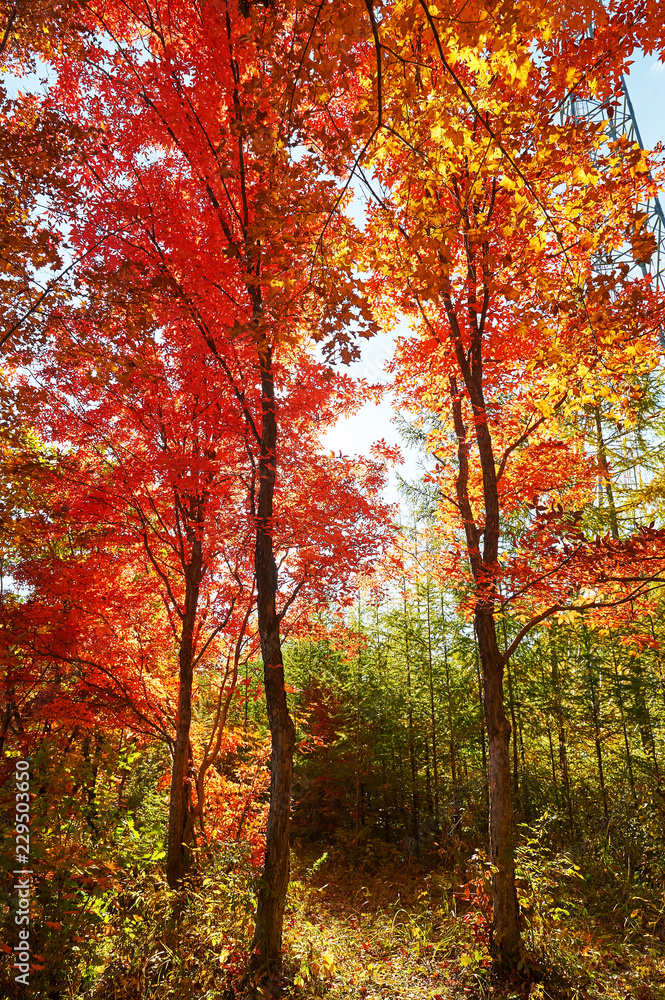 The maple red leaves of Benxi of China.