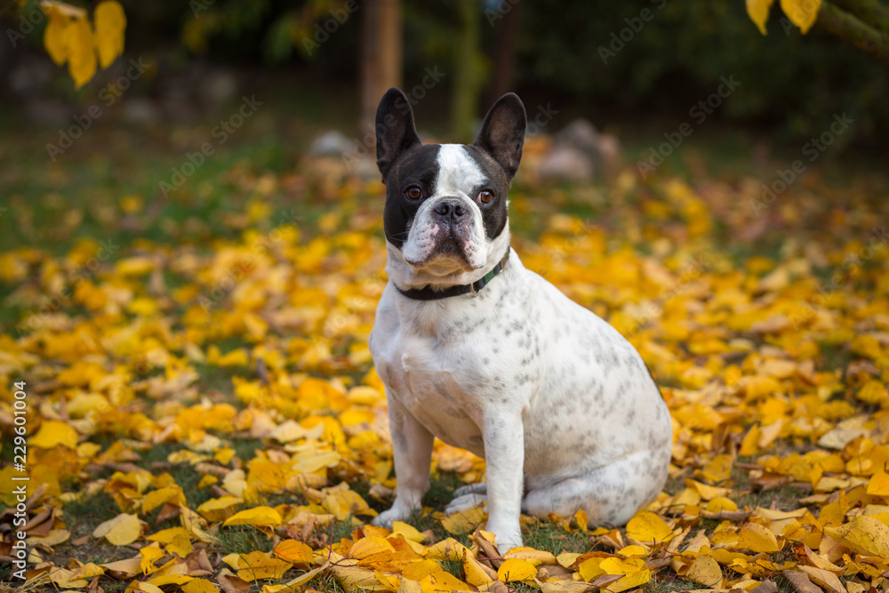 波兰秋色中的法国斗牛犬