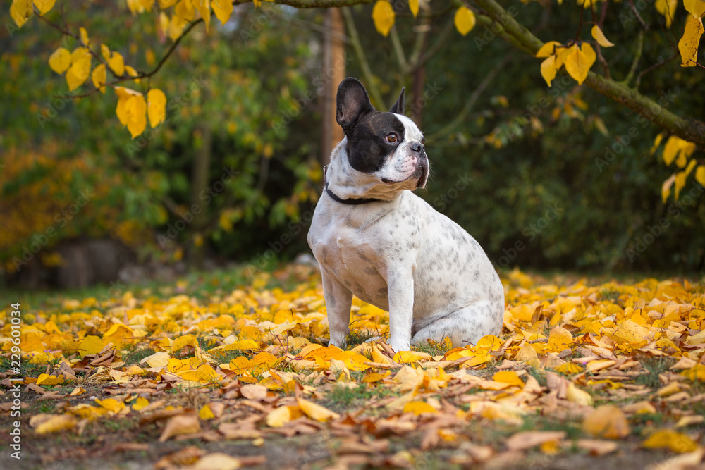 波兰秋景中的法国斗牛犬