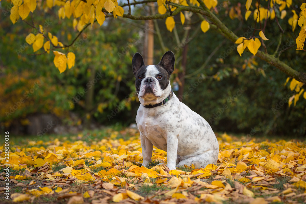 French bulldog in autumnal scenery, Poland