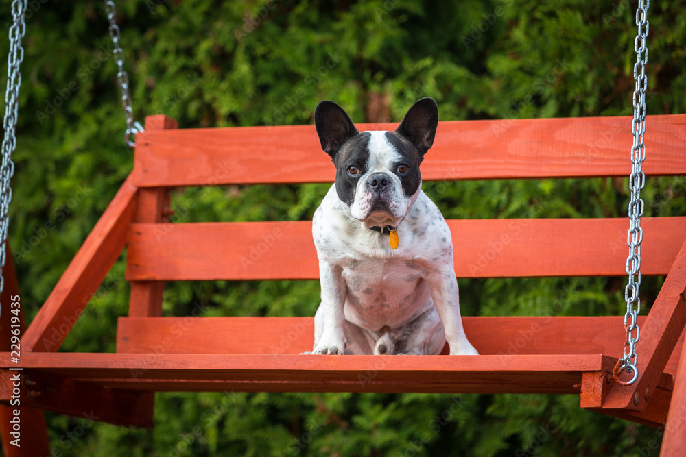 French bulldog sitting on the rocking bench