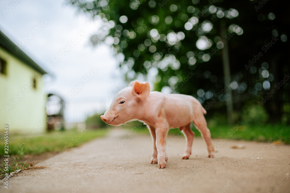 一只小猪在乡间小路上。