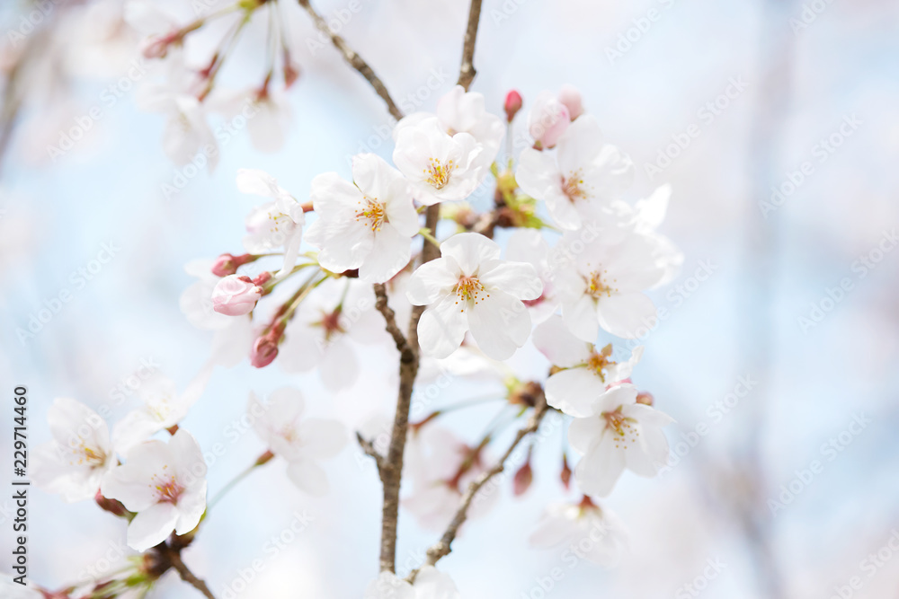 桜