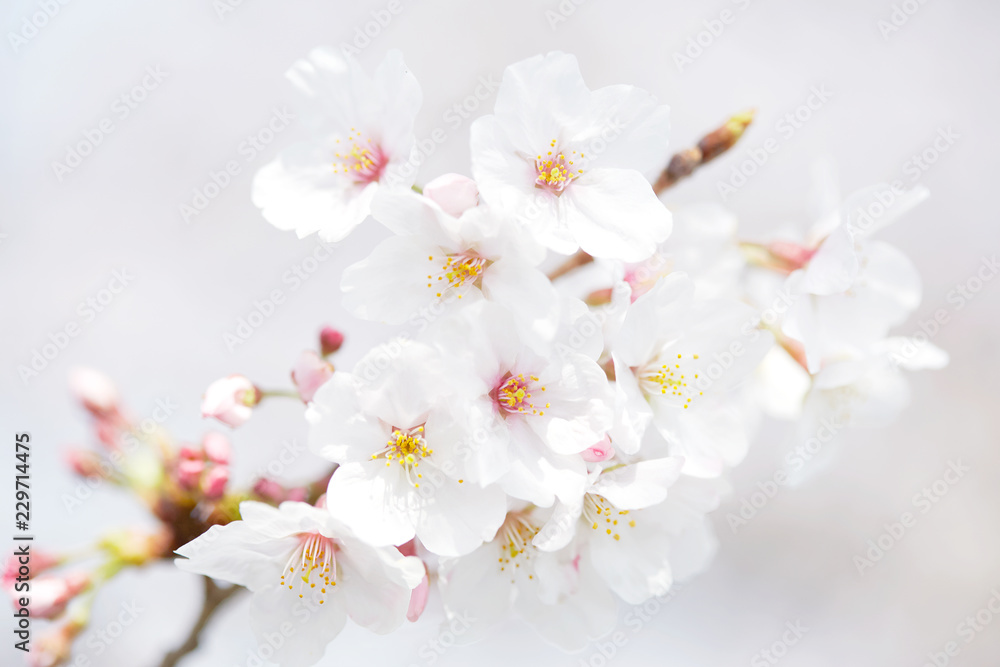 桜