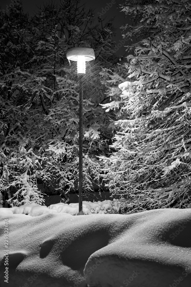 tree in snow