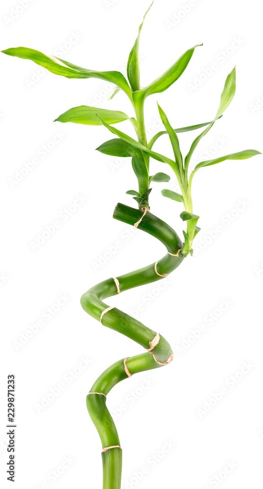 Bamboo plant