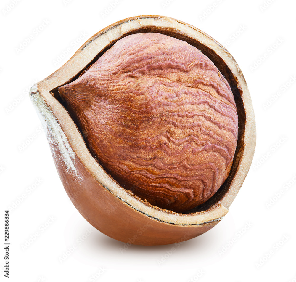 Hazelnut isolated Clipping Path