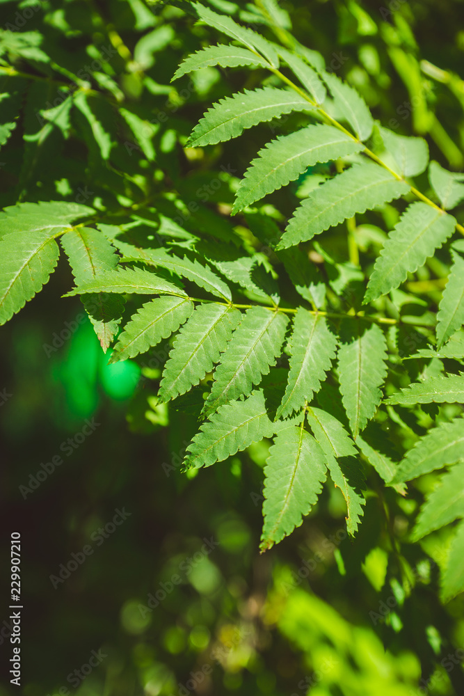 Rowan leaves close-up on the tree branch. Selective focus. Shallow depth of field.